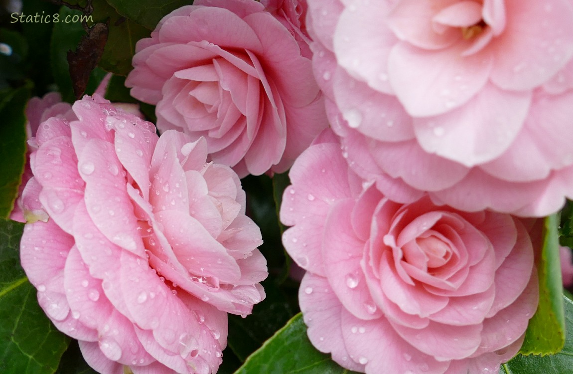 Pink Camellia blooms