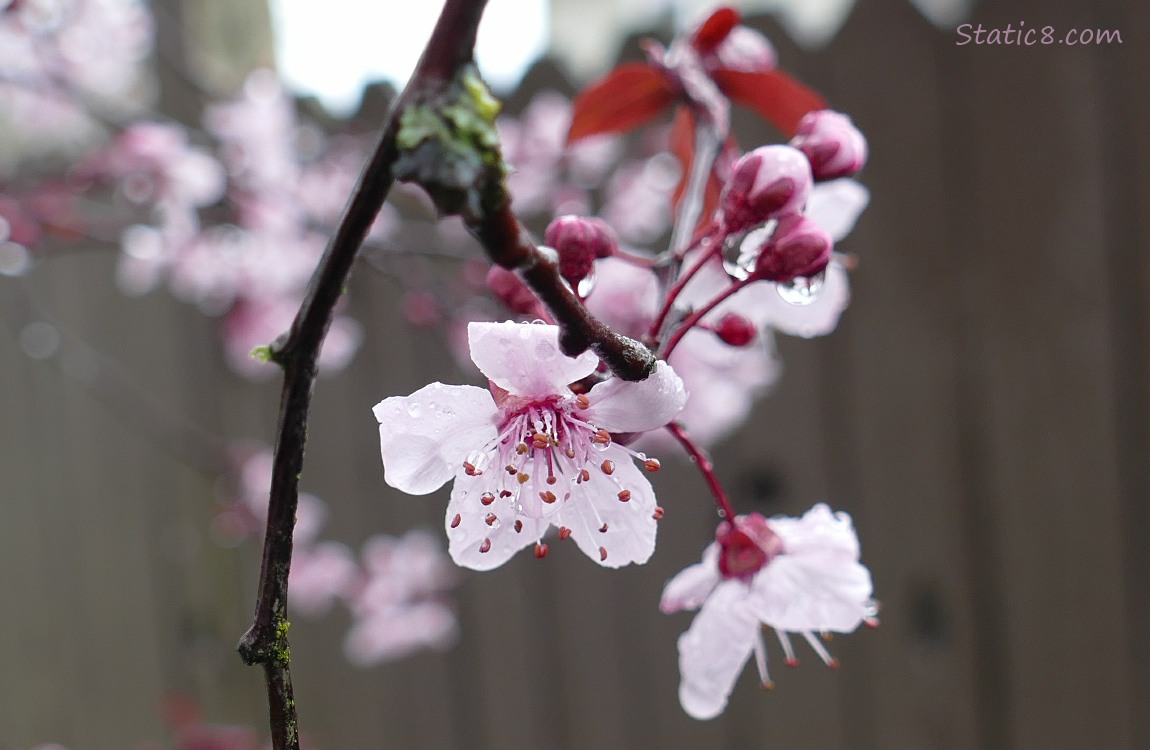 Cherry Blossoms