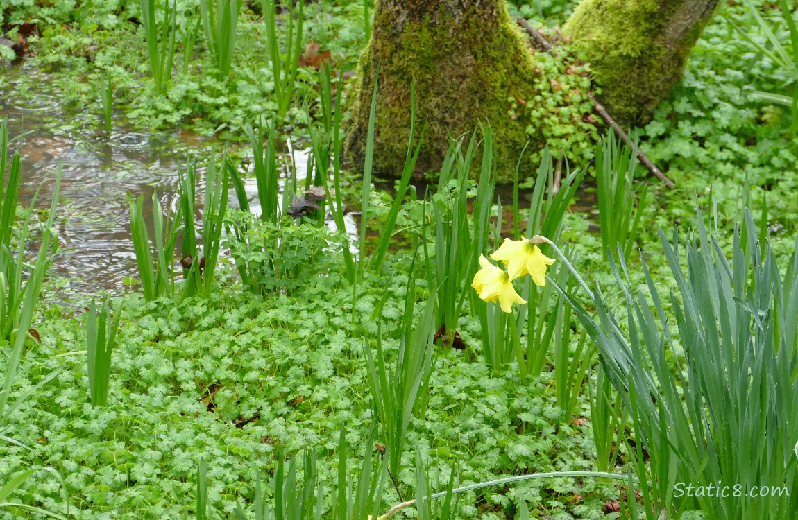 Daffodil blooming next to a grassy puddle