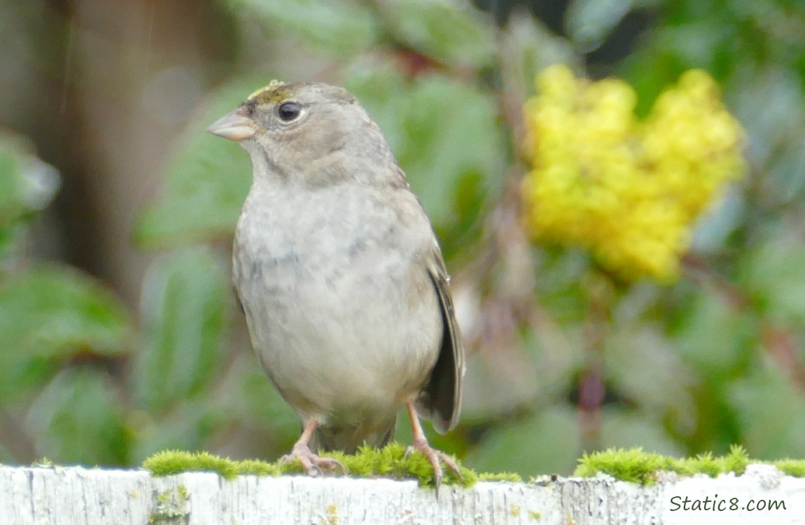 Golden Crown Sparrow standind on a wood fence with a bright splash of yellow in the background