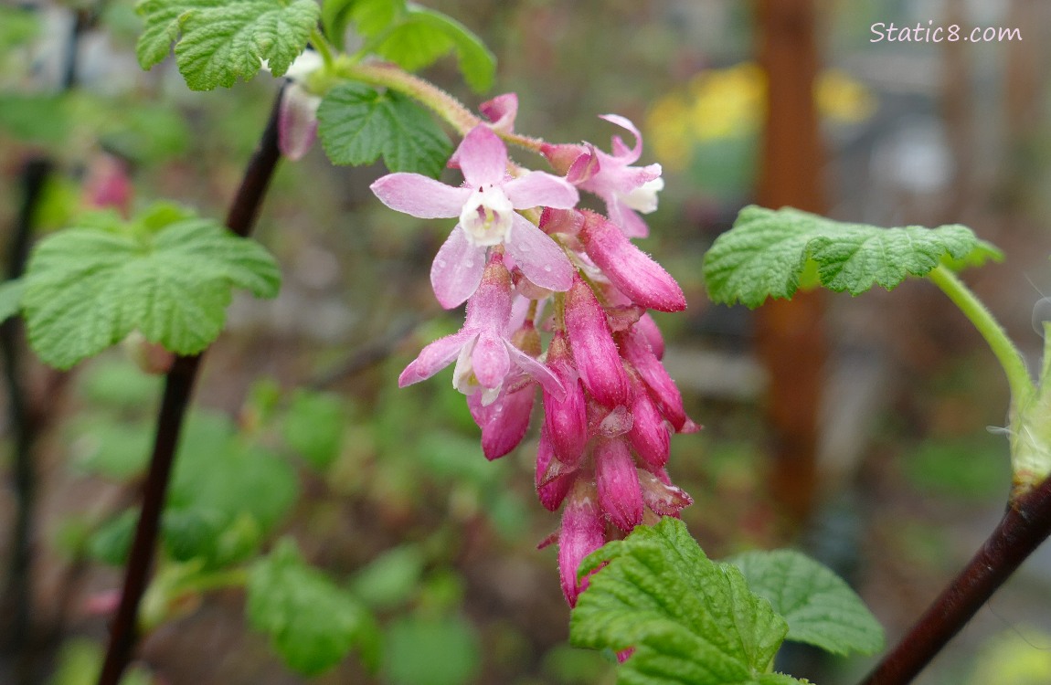 Red Flowering Currant blooms