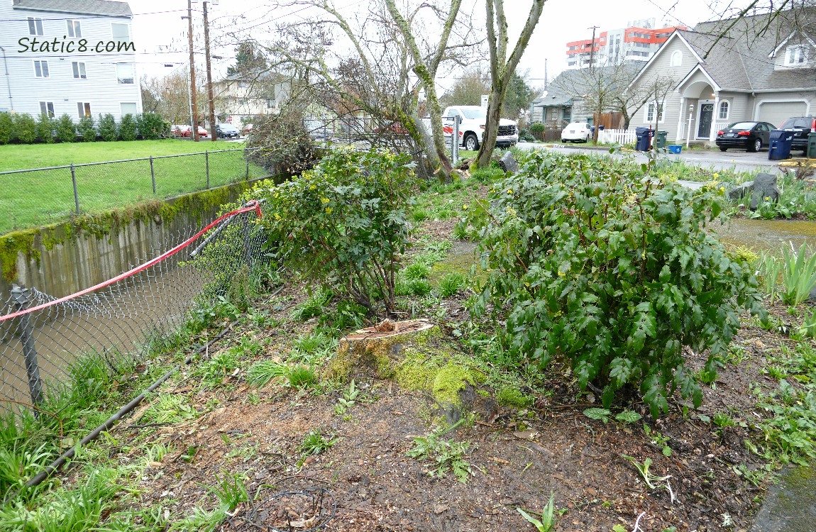 Bushes next to a tree stump, canal on the left