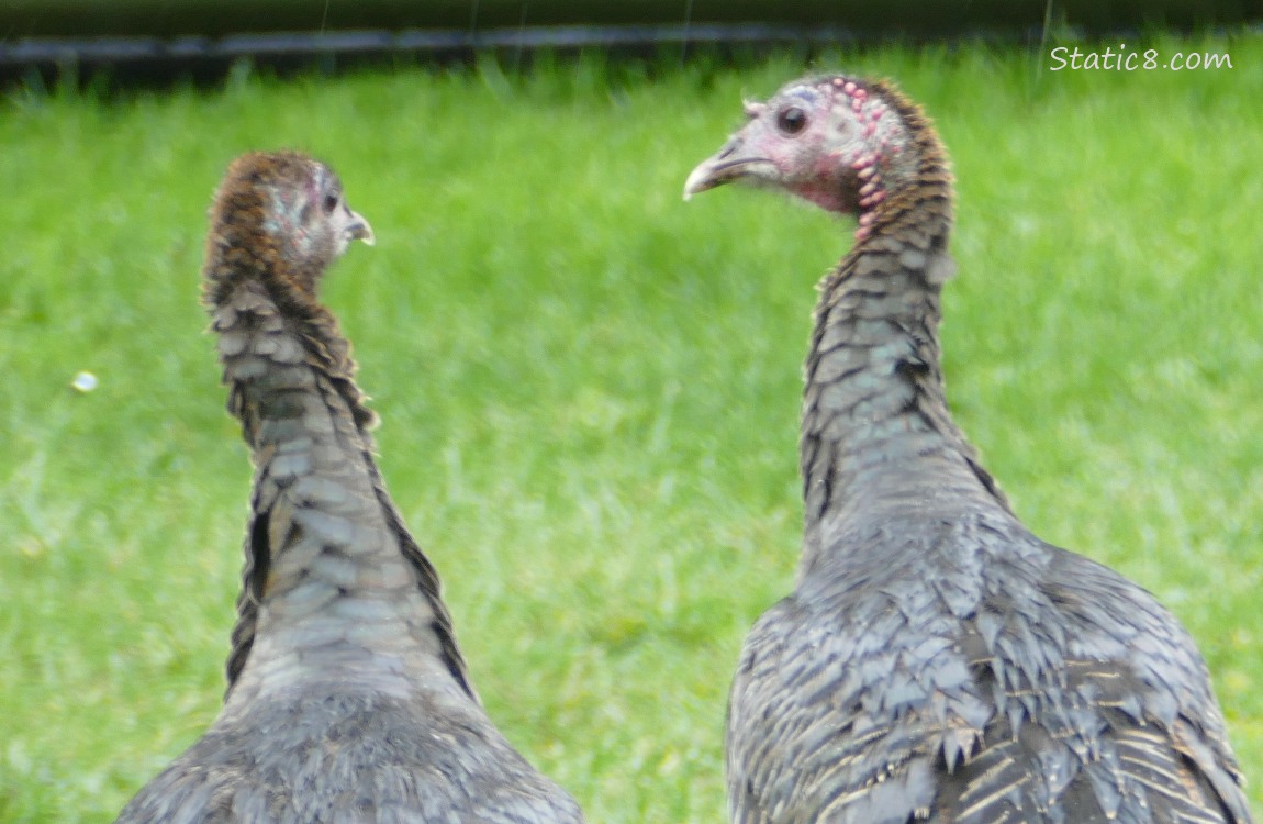 Two Turkeys