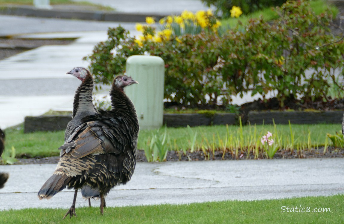 Two Turkeys in a yard