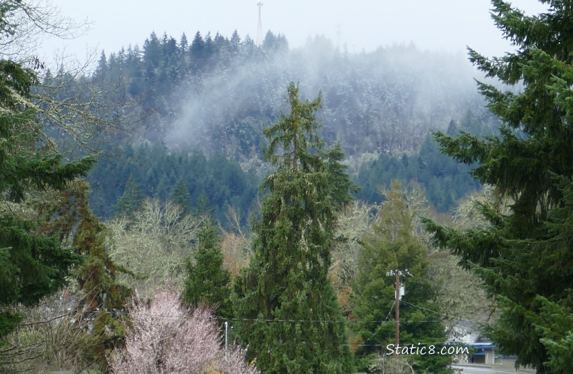 Trees on the hill