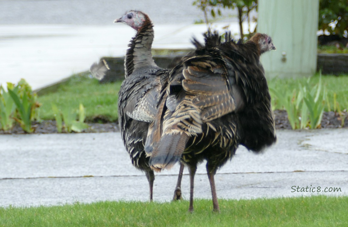 Turkeys in a yard