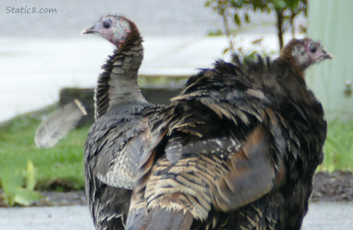 Turkeys in a yard