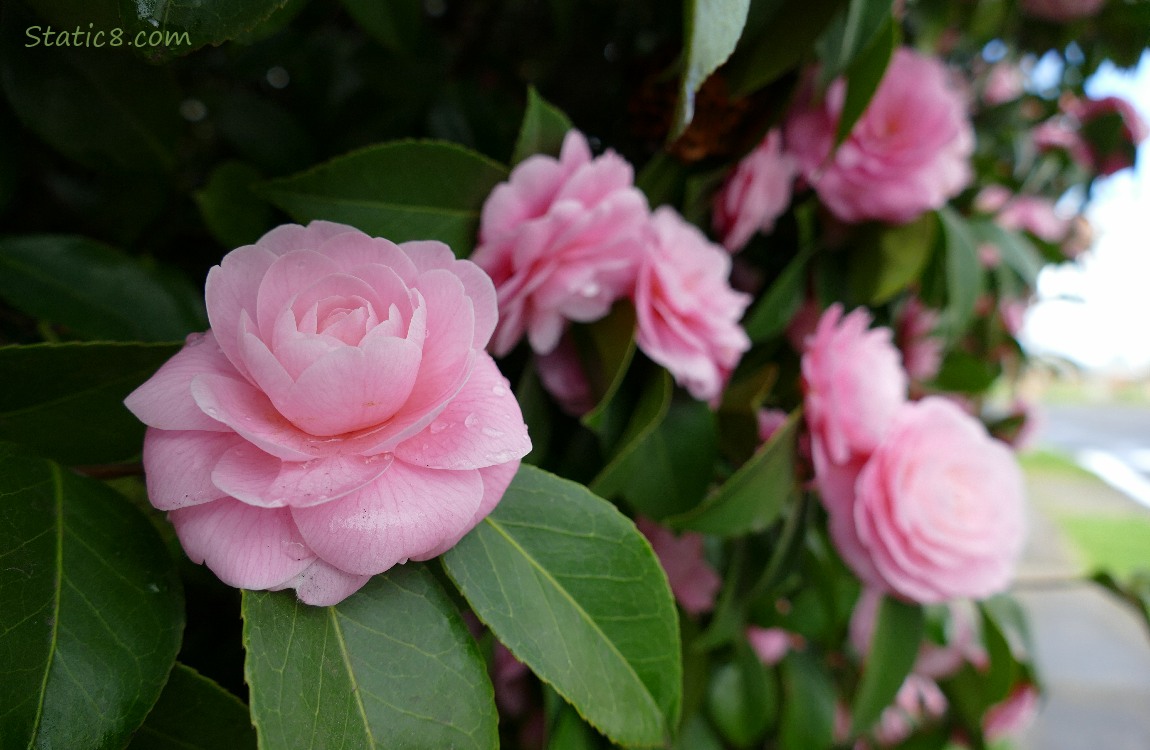 Pink Camellia blossoms