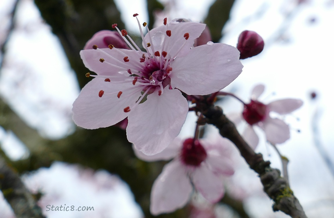 Cherry Blossom with the trunk of the tree in the background