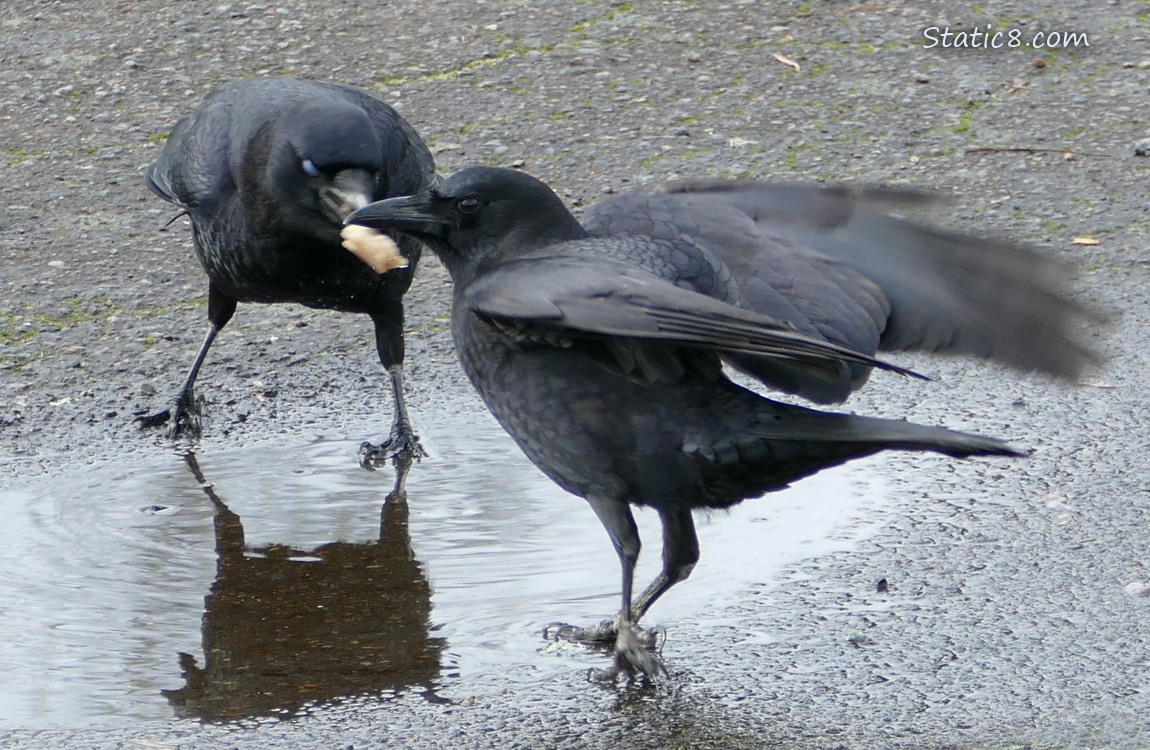 Crows at a puddle