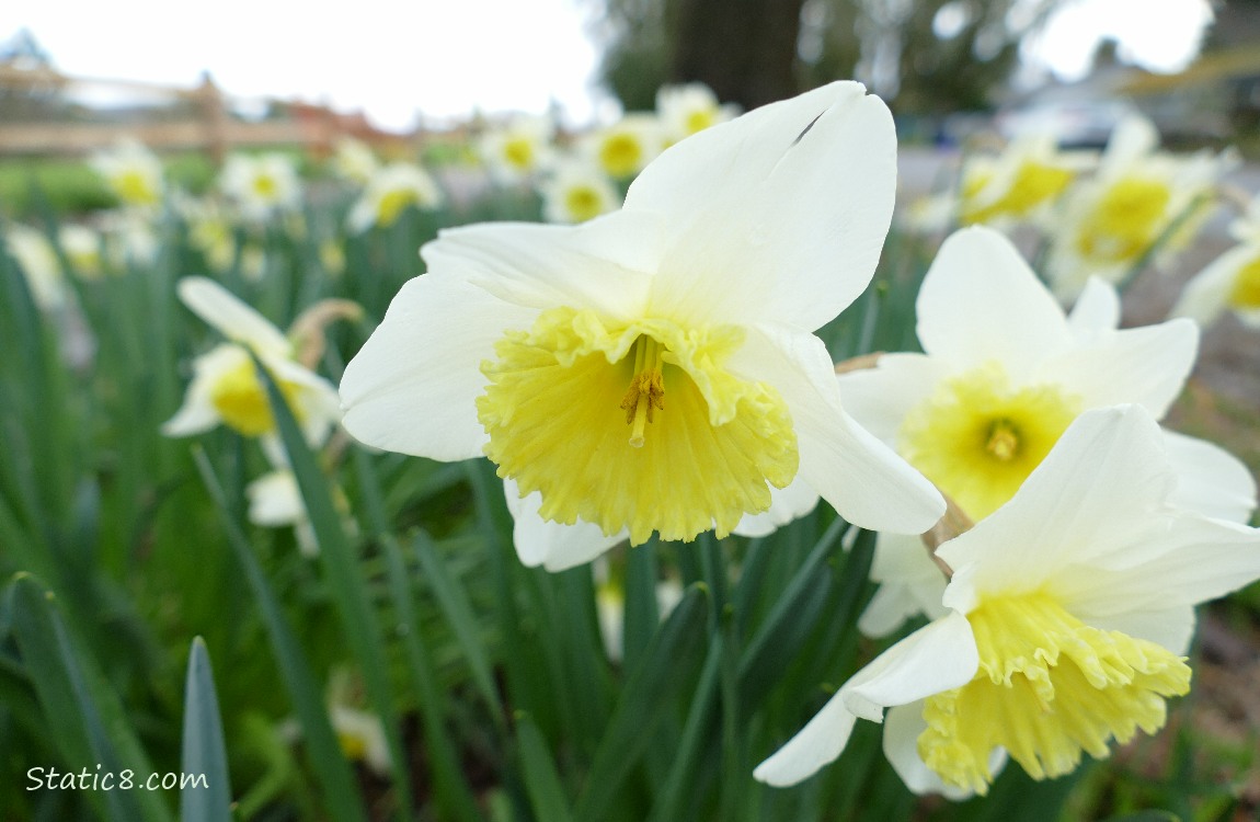 Daffodils