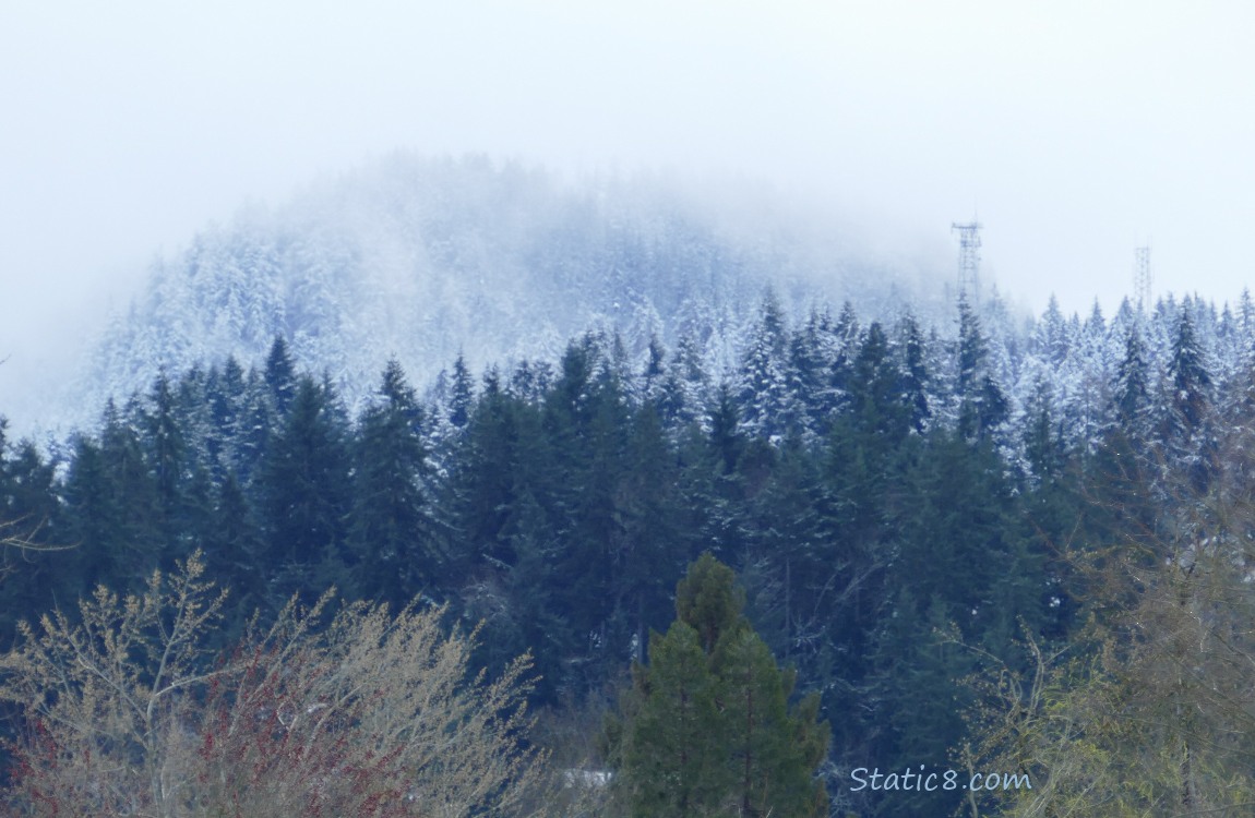 Snow on the trees on the hill