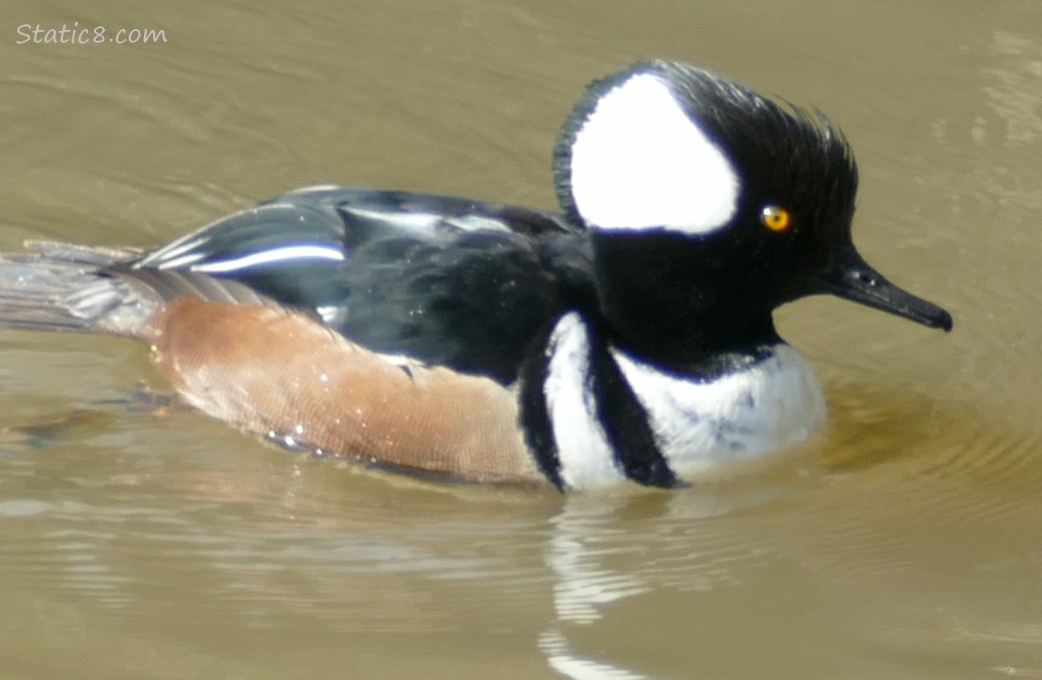 Hooded Merganser paddling on the water