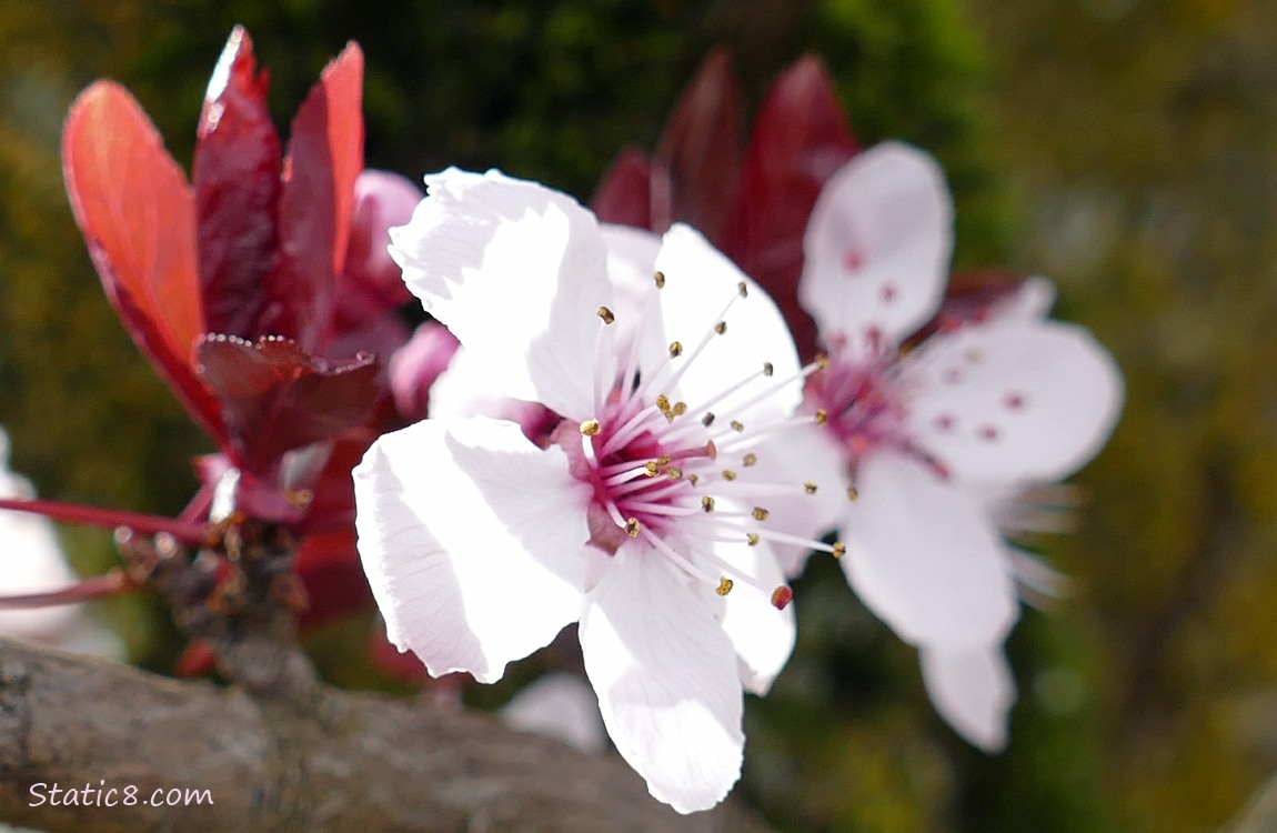 Cherry Blossoms