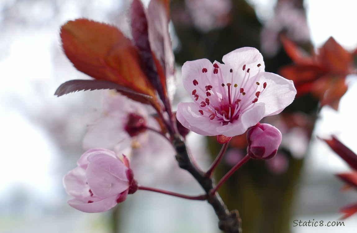 Cherry Blossoms