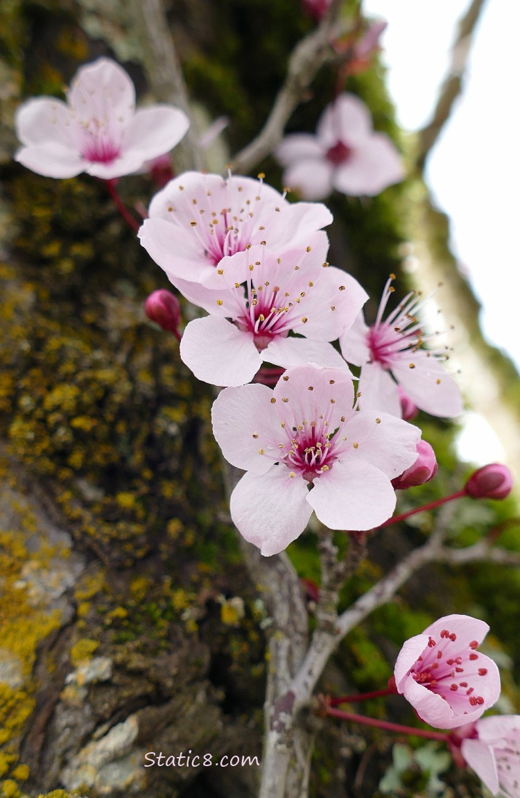 Cherry Blossoms