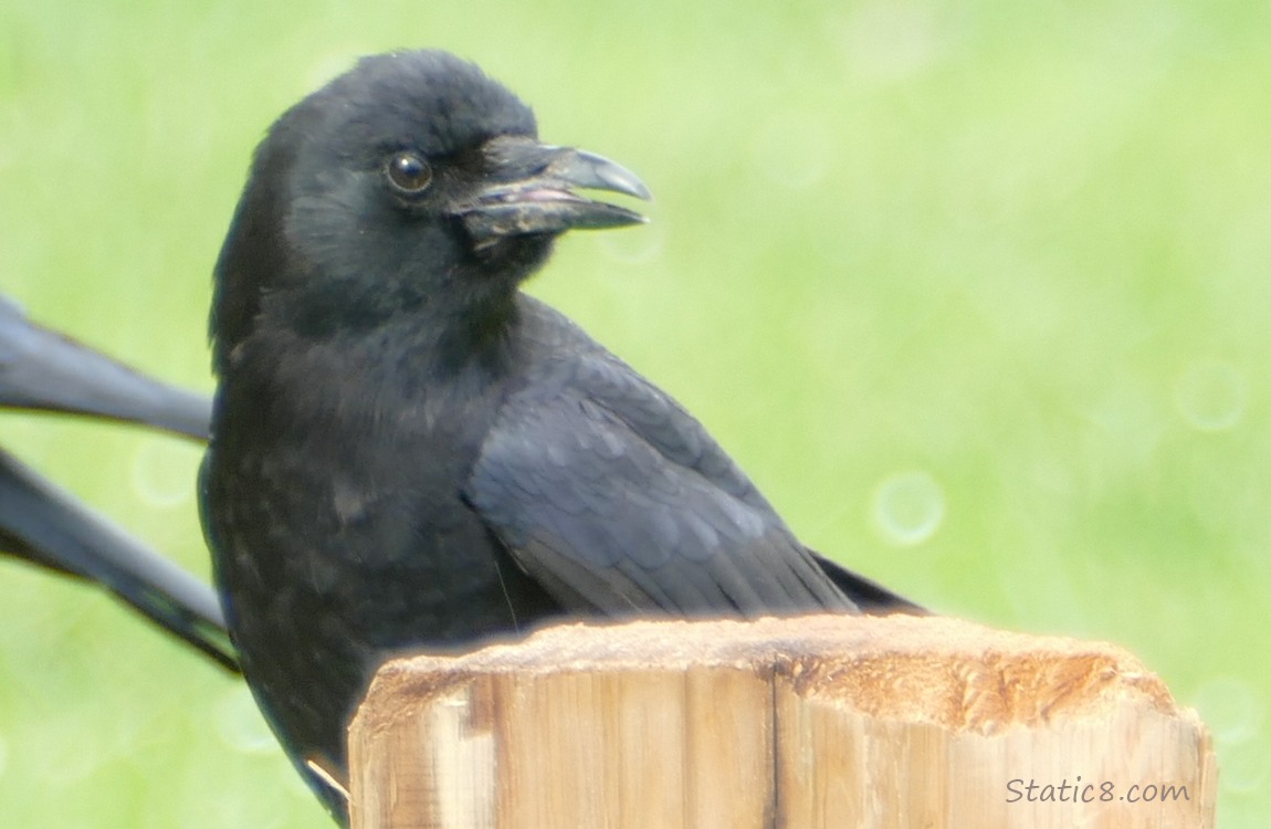 Close up of a crow, cawing