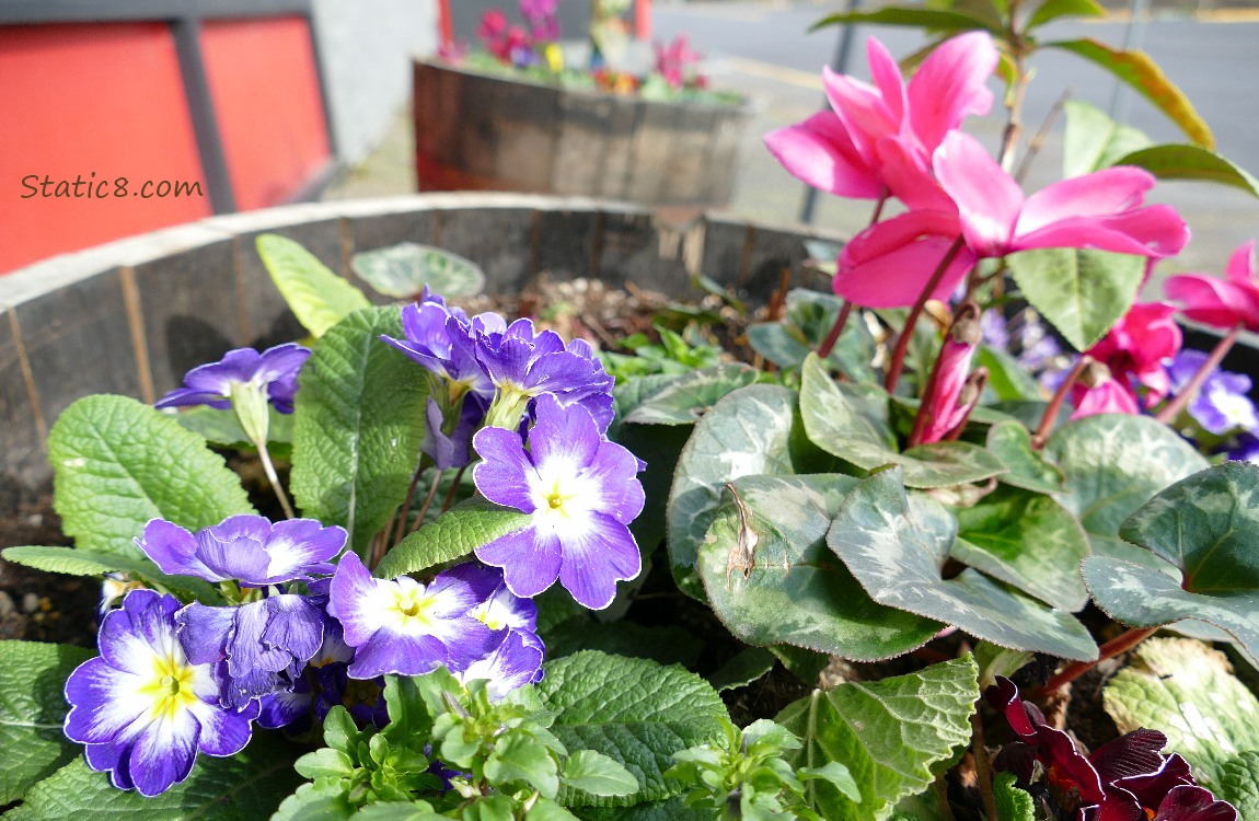 Flowers in a barrel