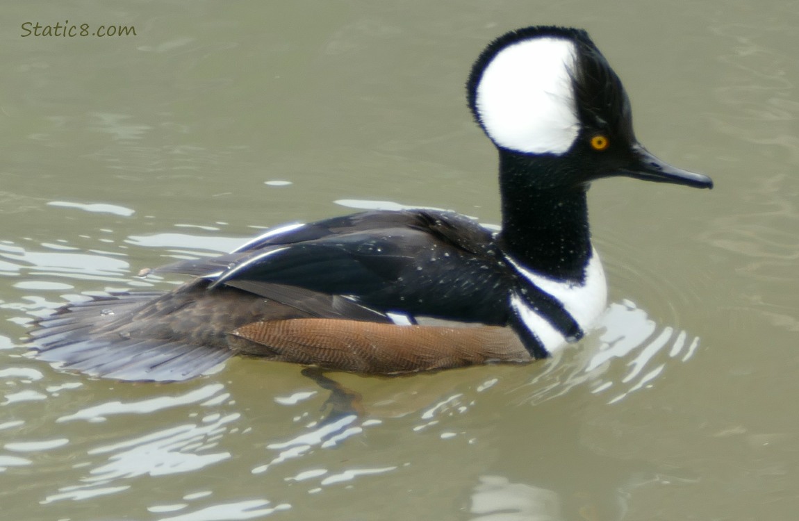 Hooded Merganser paddling on the water