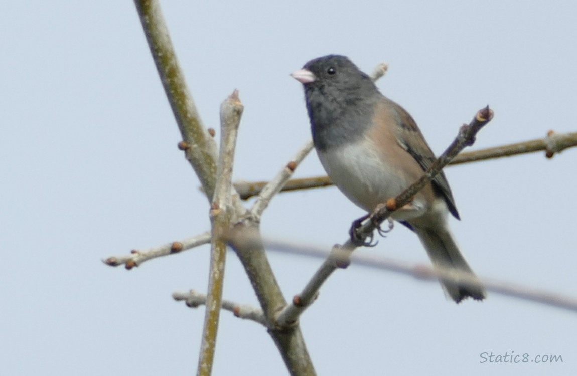 Oregon Junco up on a twig