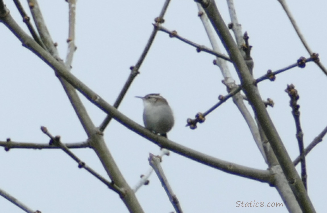 Bewick Wren standing on a stick