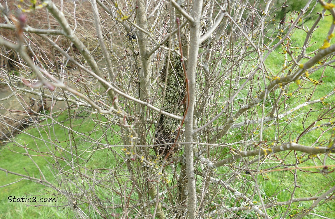 looking into a small, winter bare tree, full of twigs