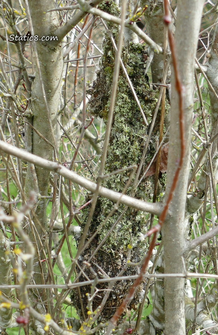 Bushtit sock nesst behind many twigs