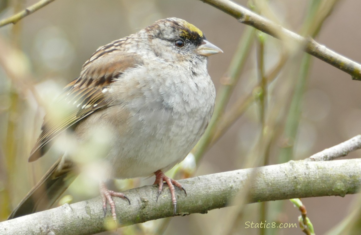 Golden Crown Sparrow standing on a branch