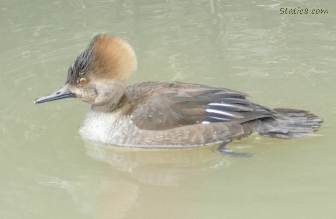 Female Hooded Merganser paddling on the water