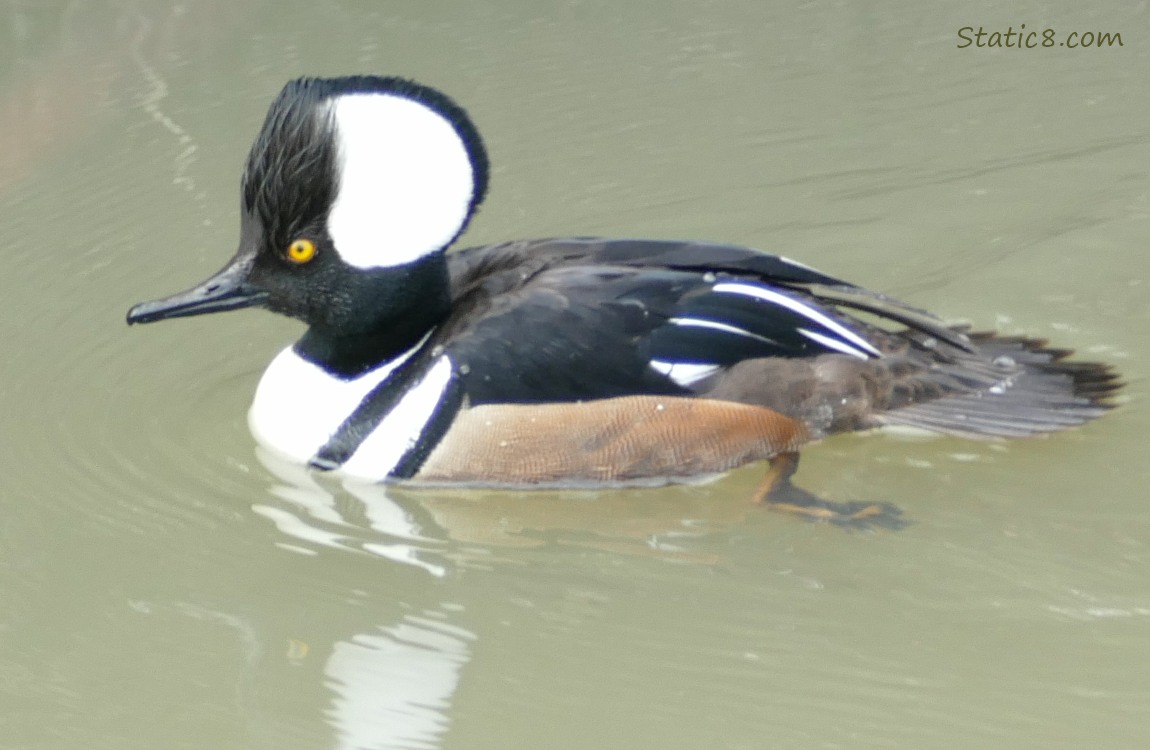 Male Hooded Merganser paddling on the water