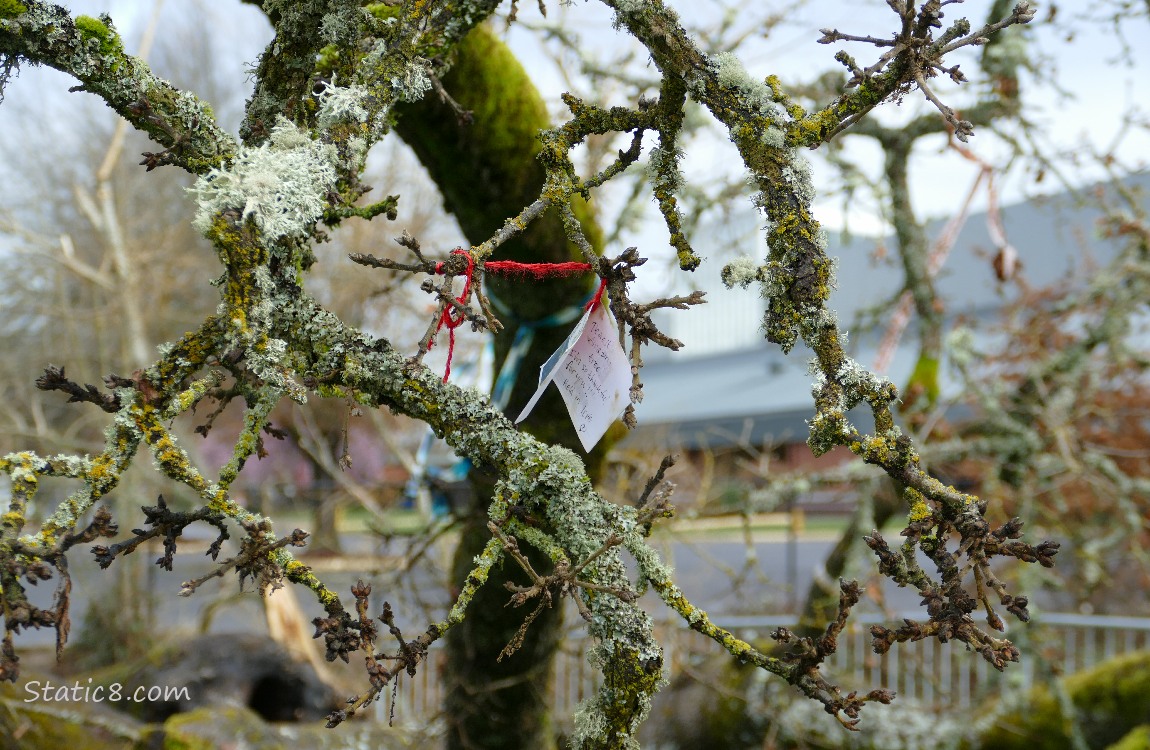 Note on the fallen Leaning Tree