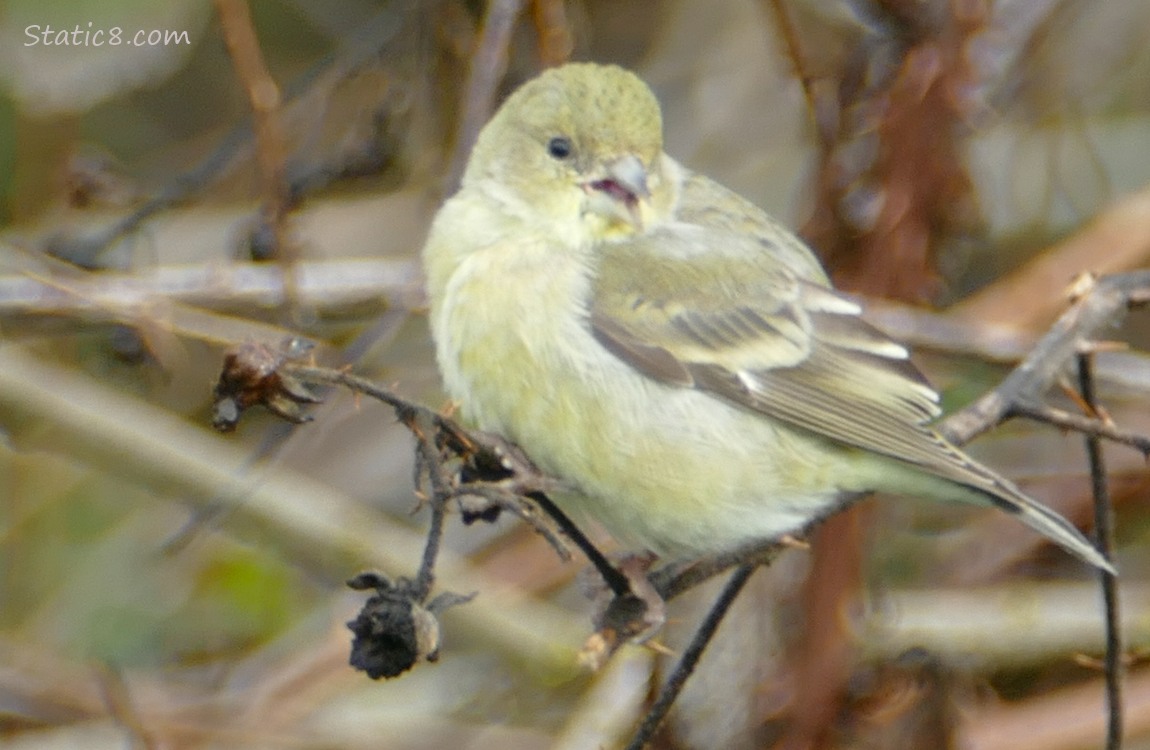 Lesser Goldfinch standing on a twig