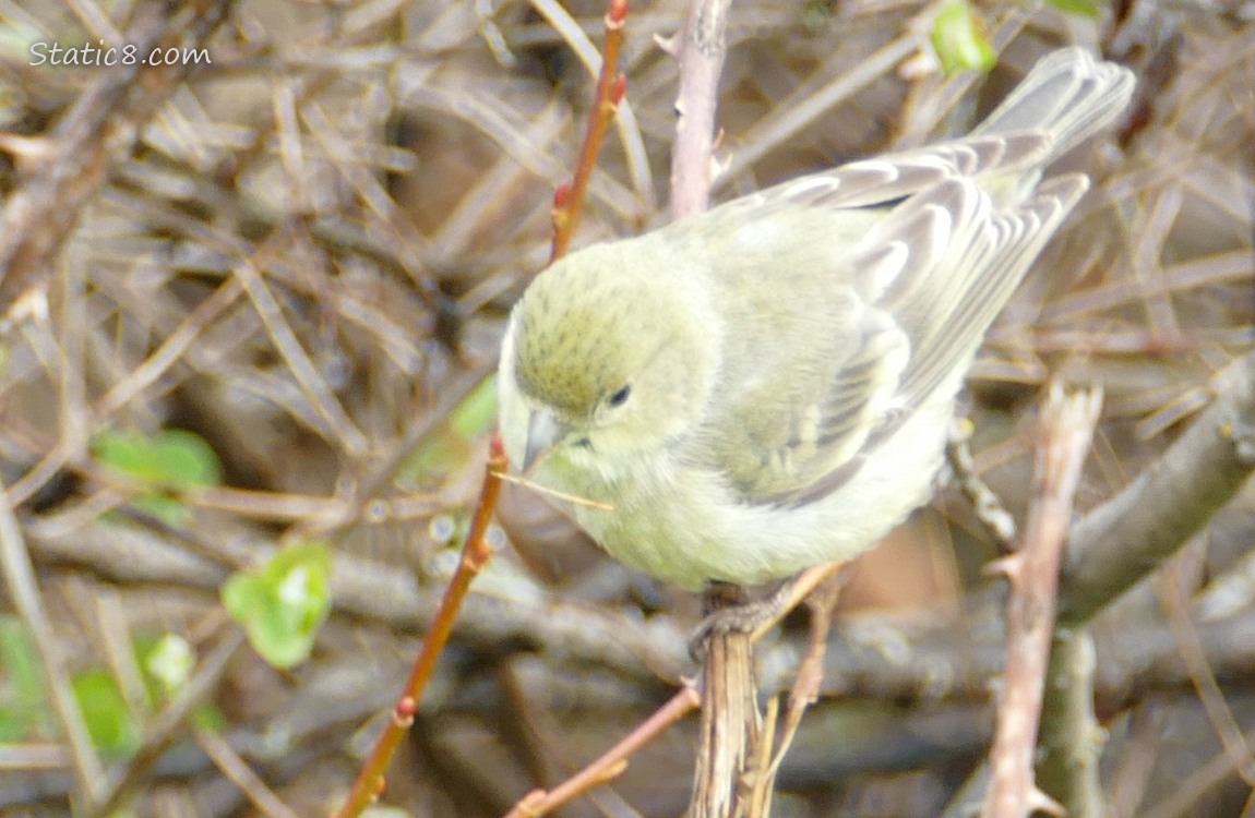 Looking down at a Lesser Goldfinch who has a tiny stick in her beak