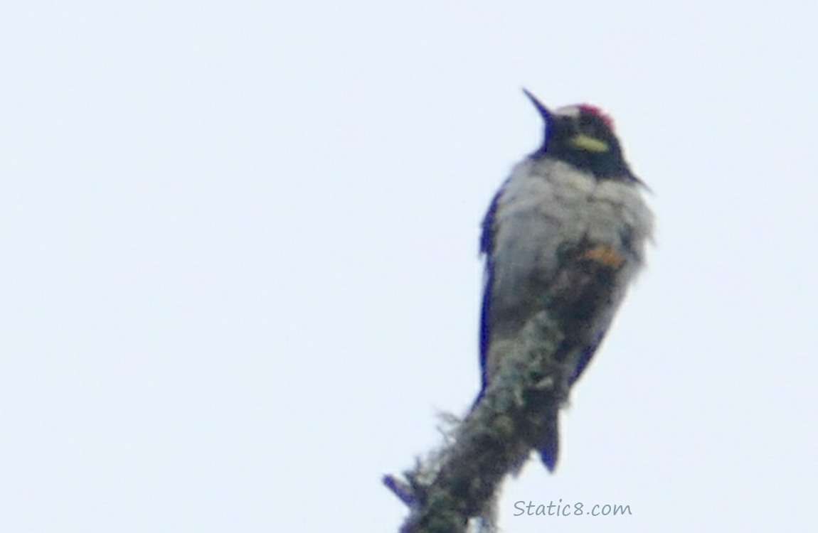 Acorn Woodpecker standing at the top of a snag