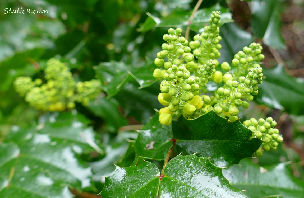 Oregon Grape blooms