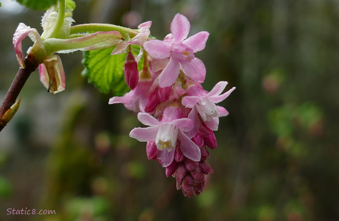 Red Flowering Currant blooms