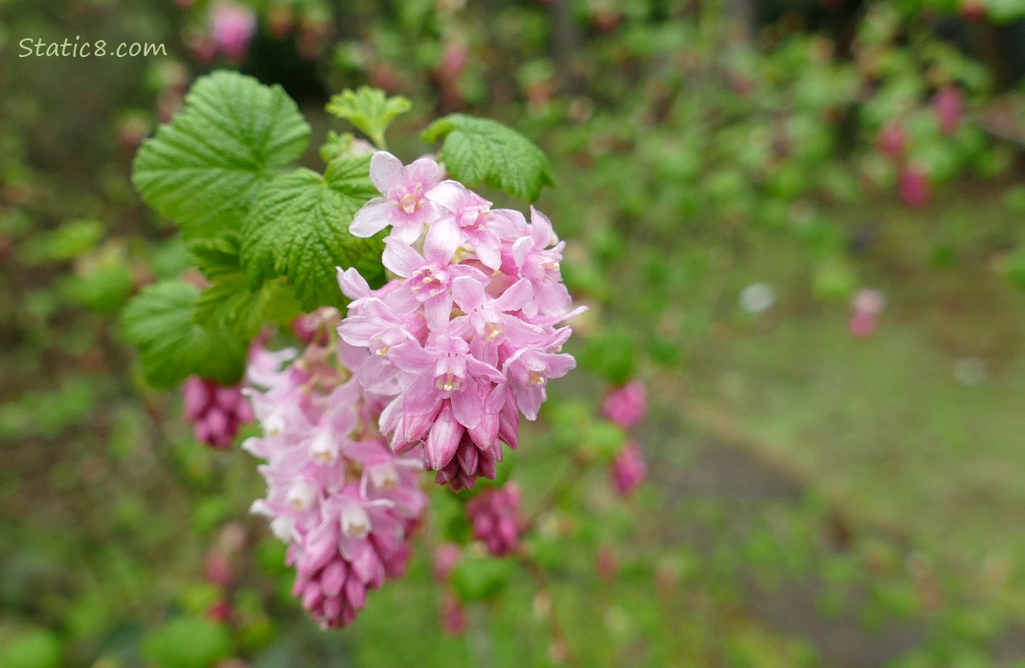 Red Flowering Currants