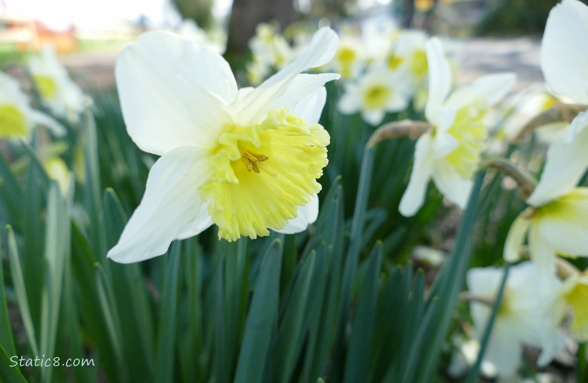 Daffodil blooms