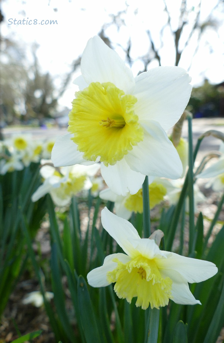 Daffodil blooms