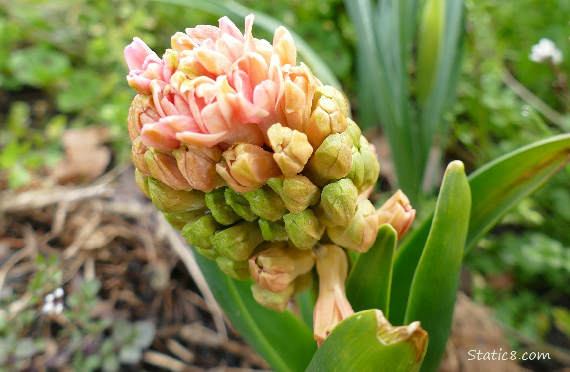 Pre-bloom Hyacinth