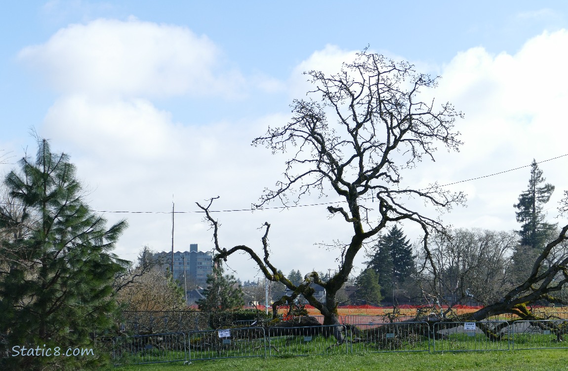 Fallen leaning tree