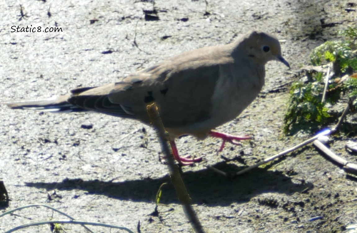 Mourning Dove walking on bare ground