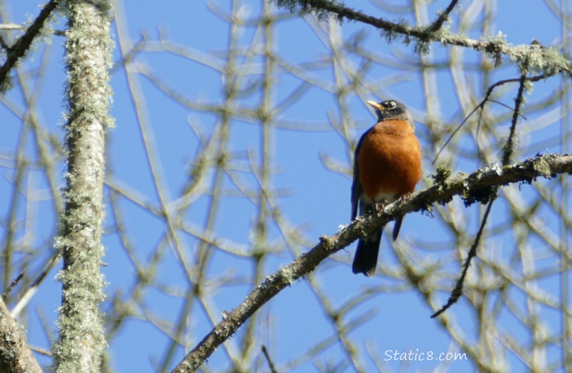 Robin standing on a branch