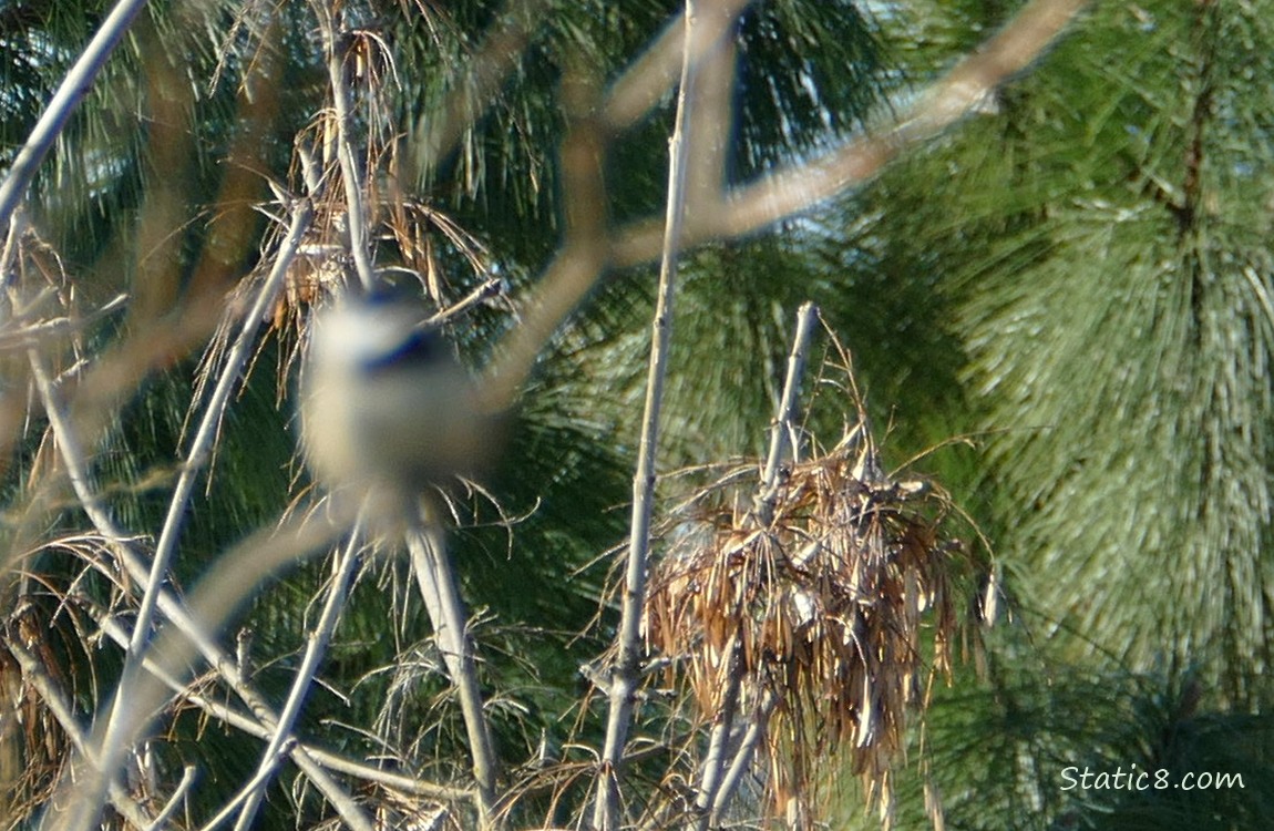 Blurry photo of a chickadee