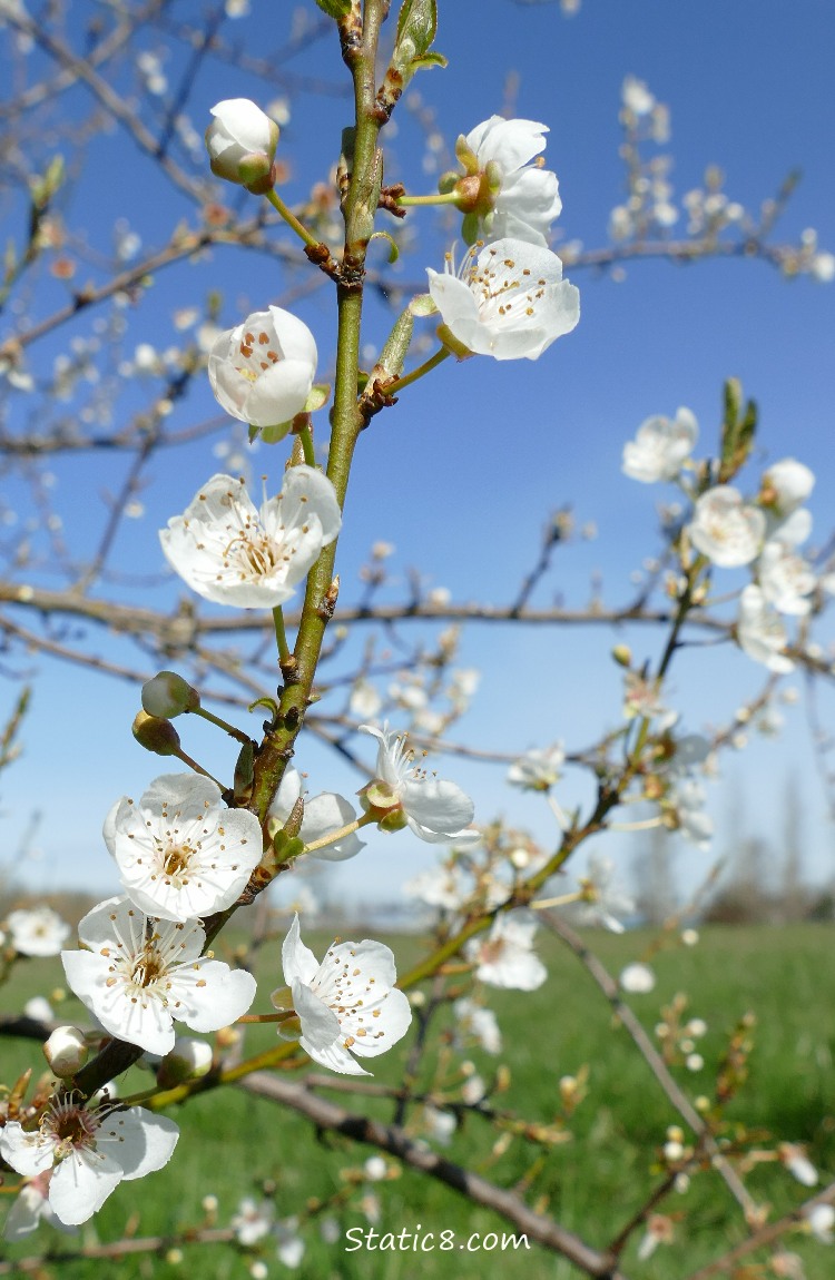 Cherry Blossoms with blue sky and green grass