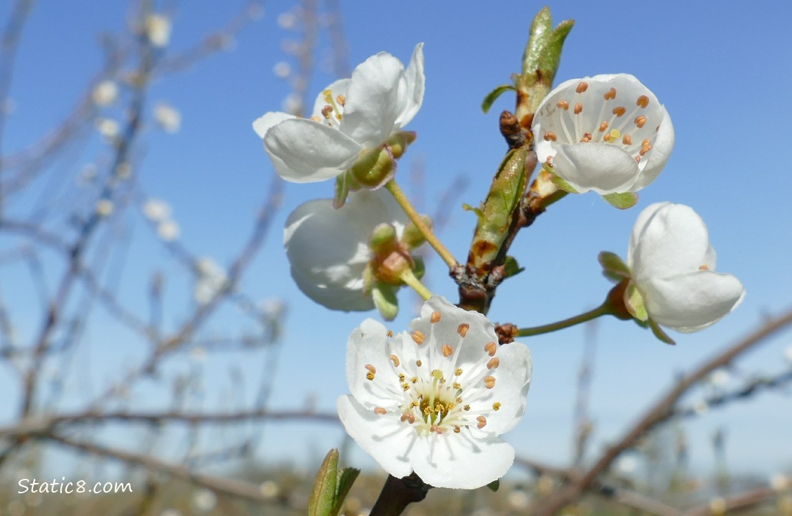 Cherry Blossoms