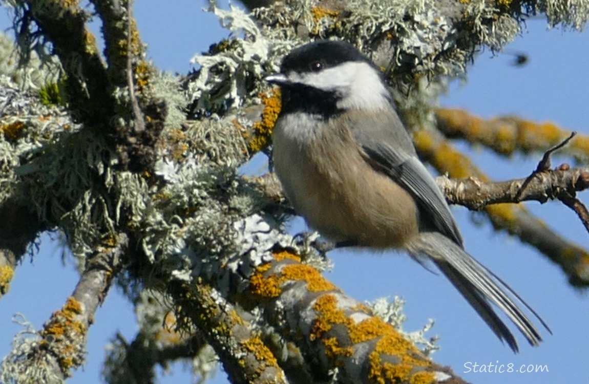 Chickadee standing on a mossy branch