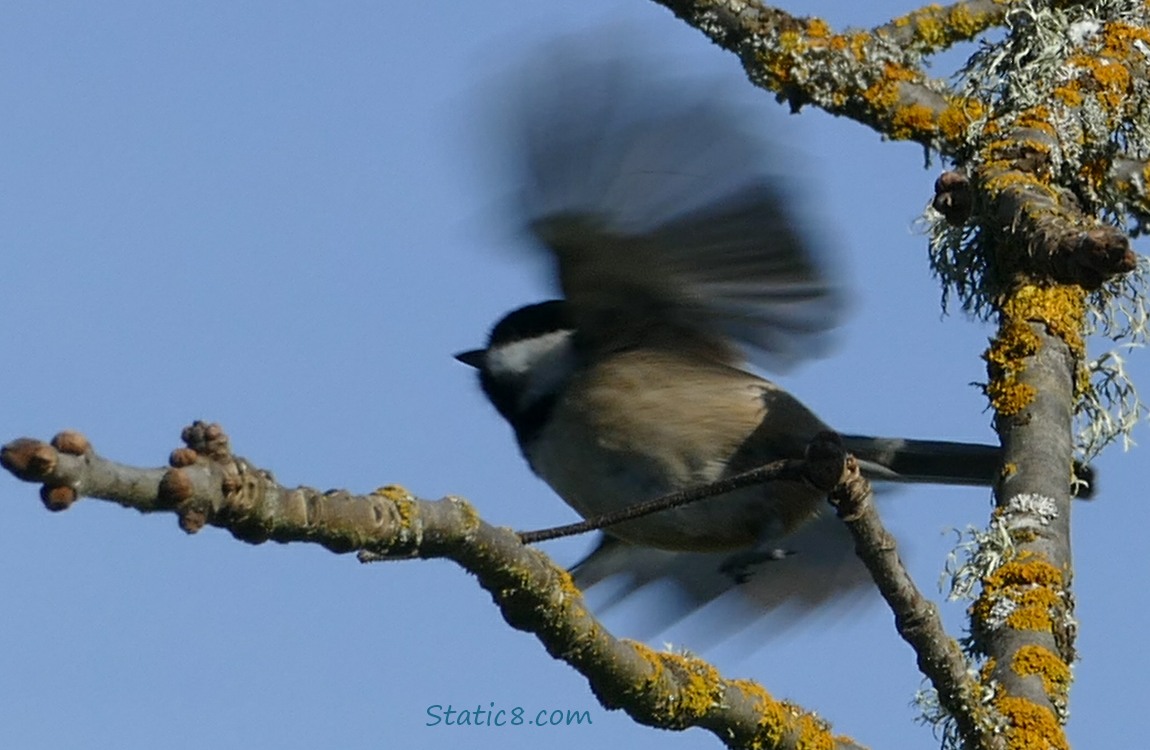 Chickadee flies away