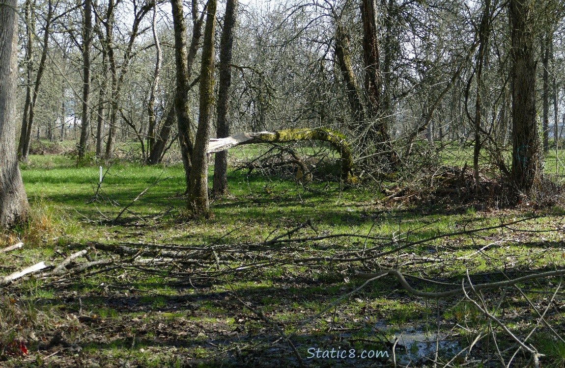 Trees and branches down in the forest