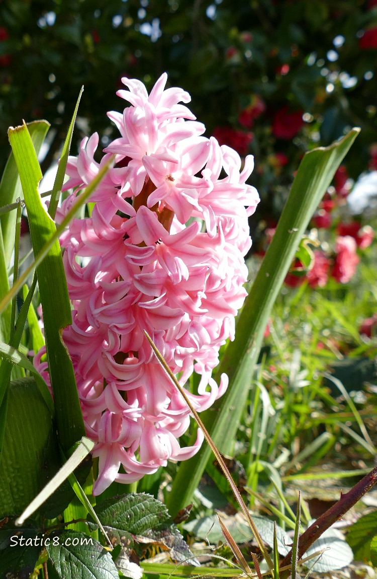 Pink Hyacinth